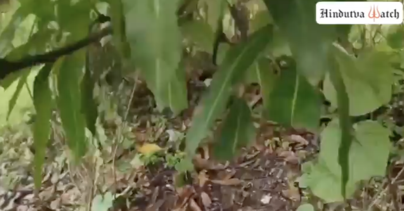 Cow vigilantes assaulted a man and tied him with a belt for allegedly slaughtering cattle