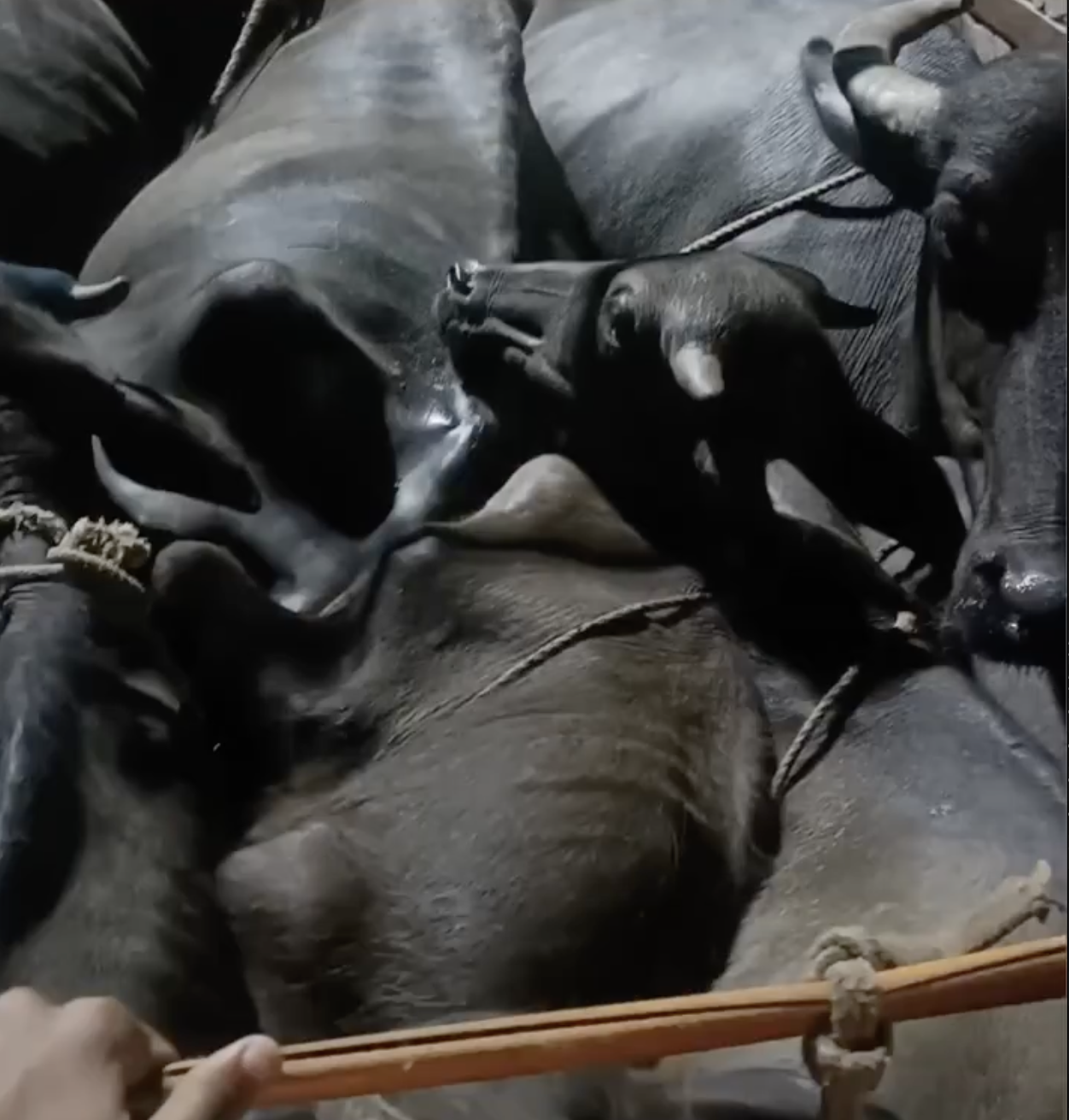 Cow vigilantes assaulted a mink truck driver for transporting buffaloes in Pali