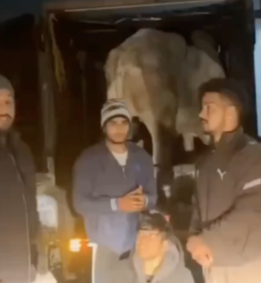 Cow Vigilantes Harass Muslim Truck Driver, Accuse Him of Smuggling Cows