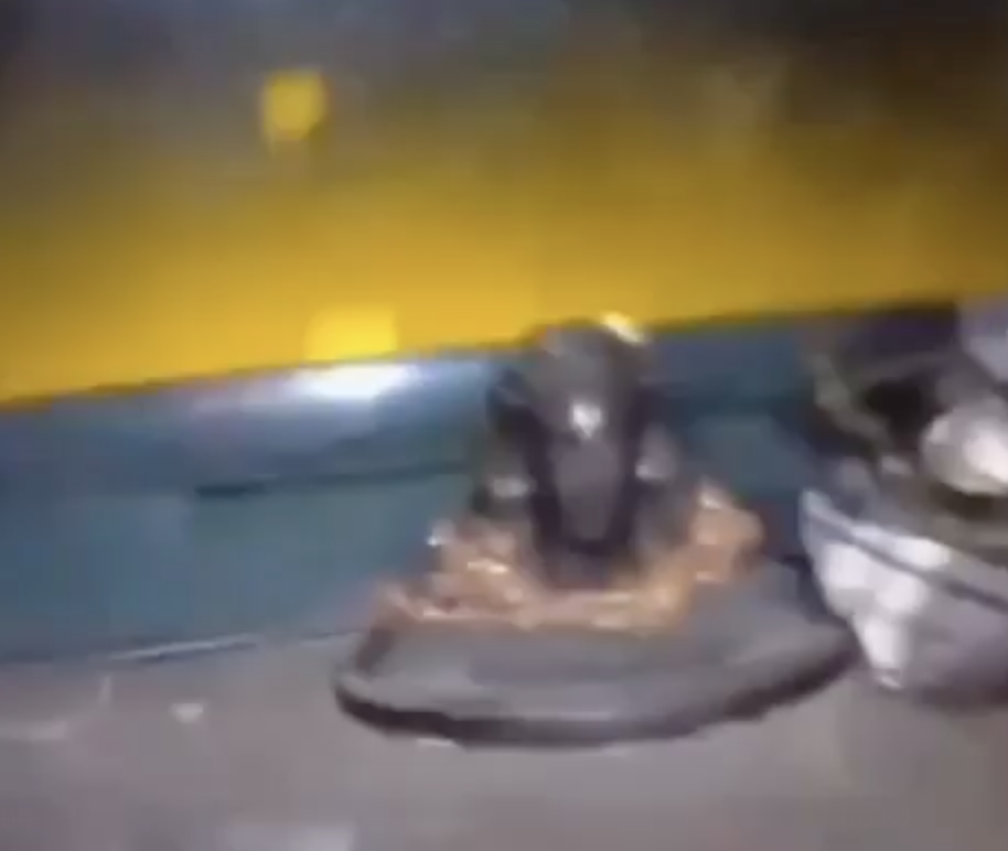 Gau Raksha Dal Fires at Truck, Captures Drivers Over Cow Smuggling Allegations