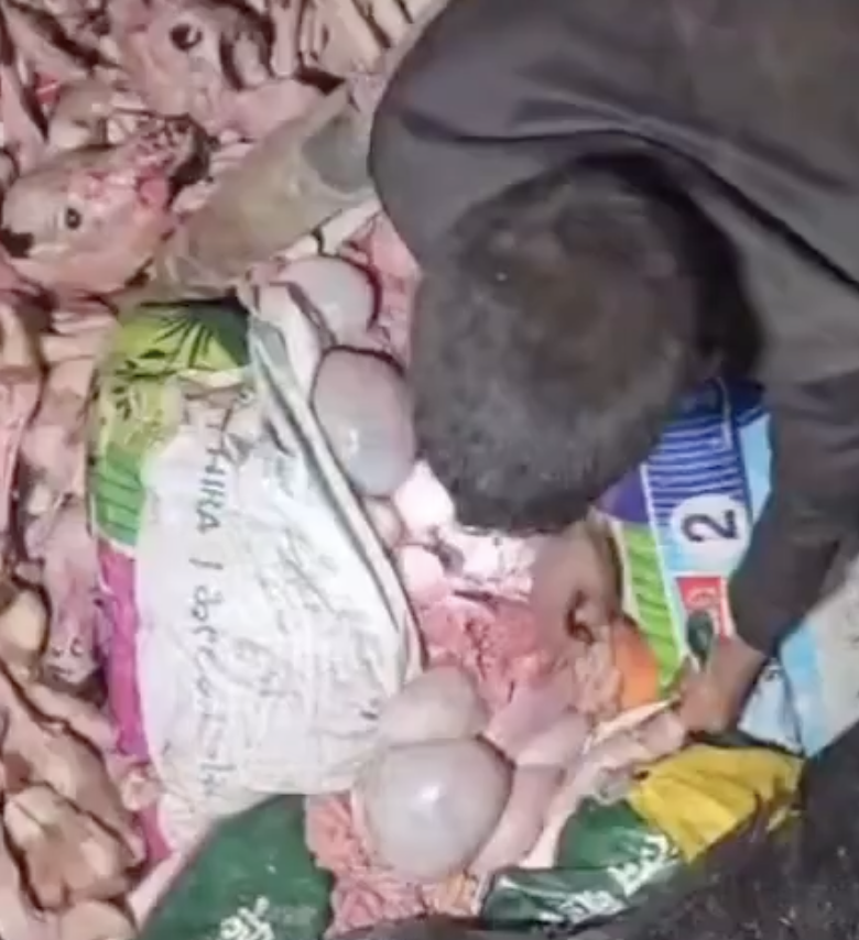 Pranian Foundation Vigilantes Force Muslim Men to Carry Carcass After Truck Seizure