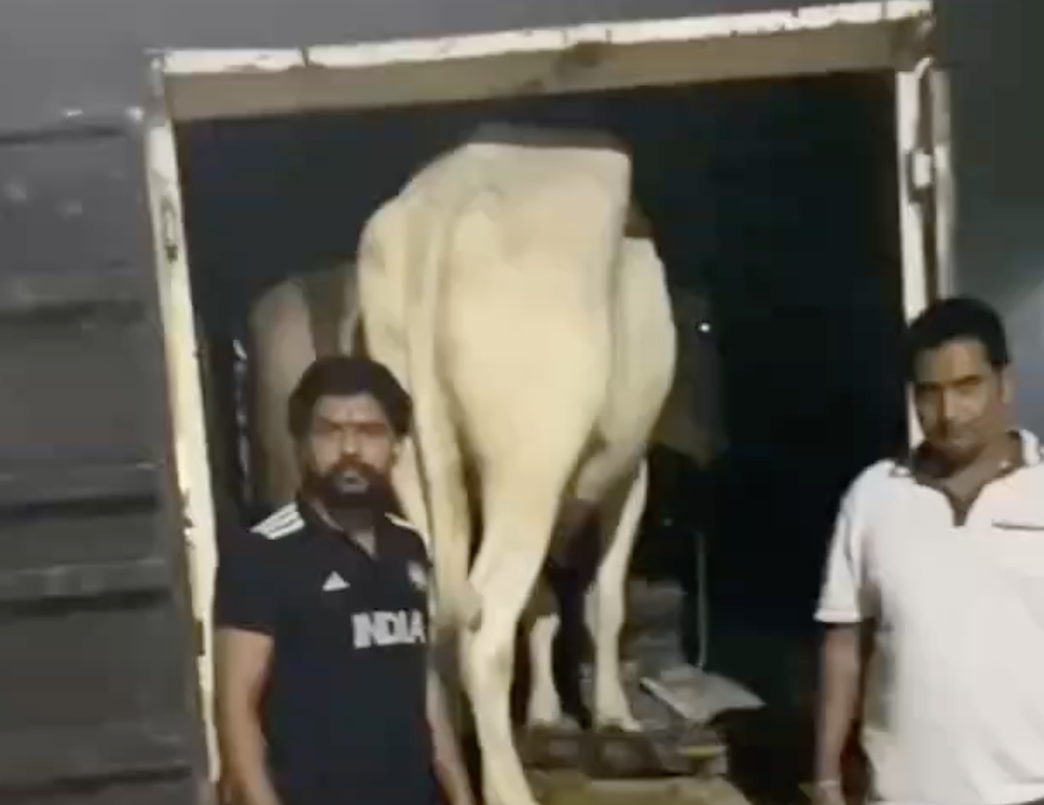 In Haryana, cow vigilantes seize mini-truck and detain drivers over alleged smuggling