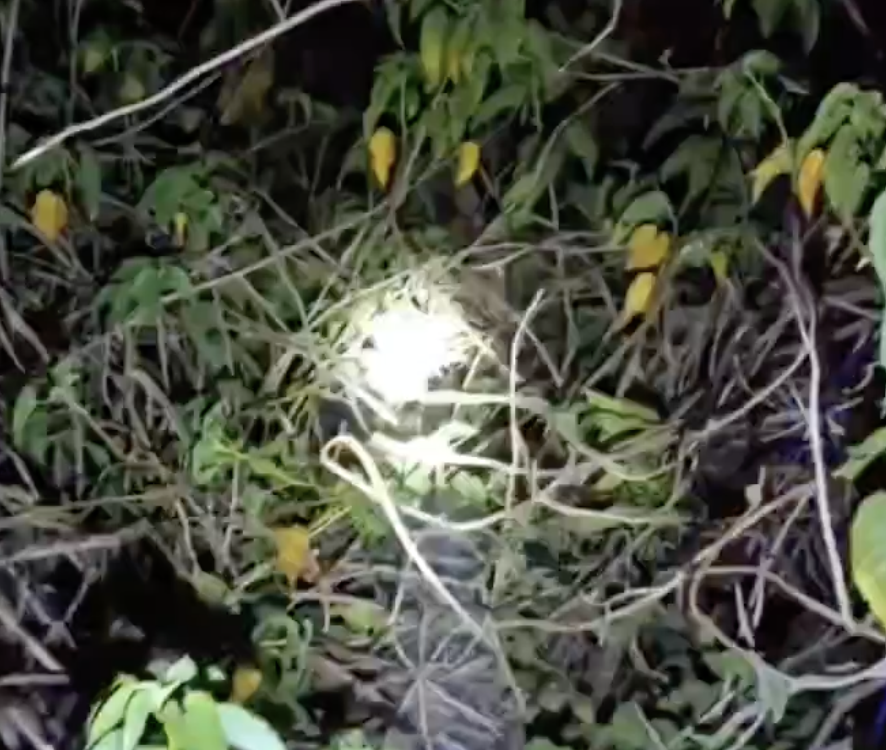 In Seoni, Pranin Foundation Cow Vigilantes Assault Cattle Transporters