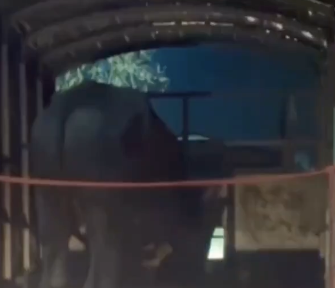 In Pune, Gorakshak Vigilantes Assault Cattle Driver