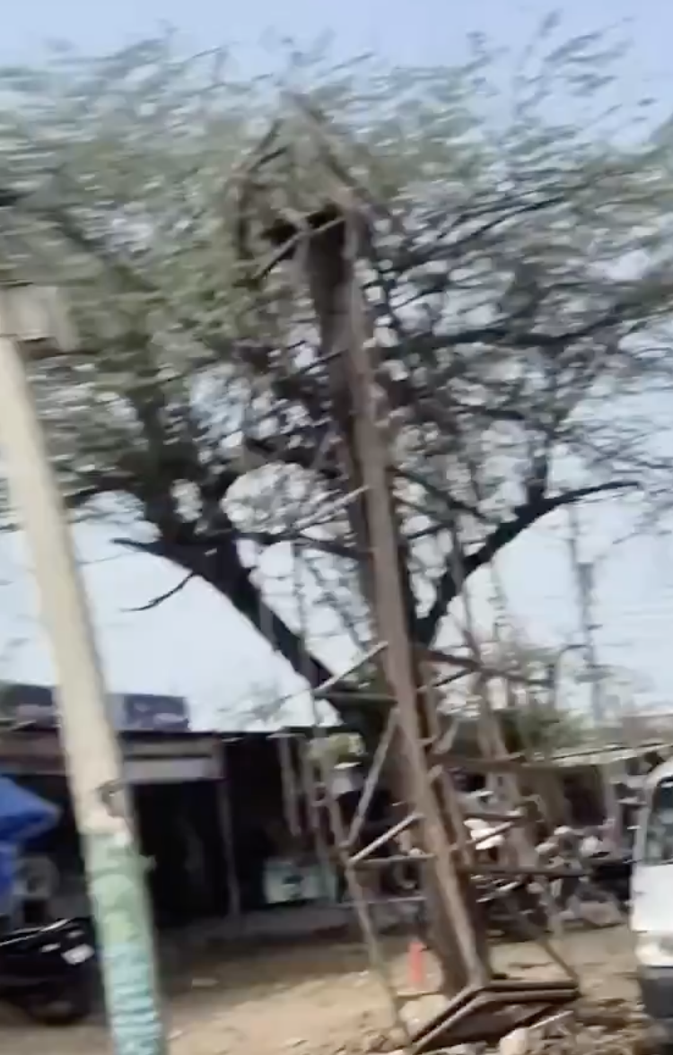 In Agra, Vigilante Threatens Licensed Meat Shop Near Temple