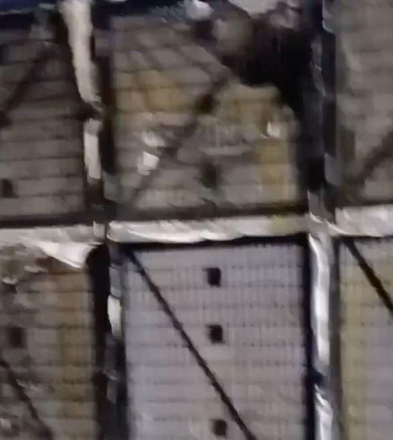 In Ayodhya, Cow Vigilantes Threaten Muslim Man Carrying Chickens