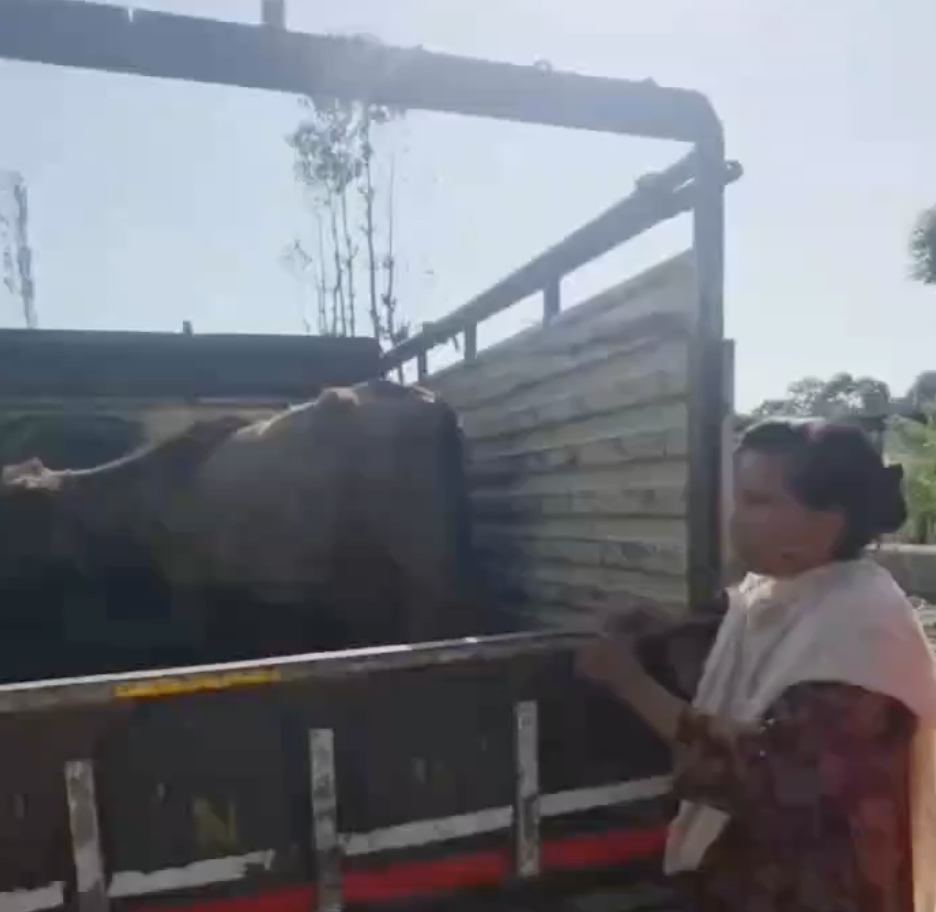 In Dehradun, Hindu Nationalist Leader Stops and Harasses Muslim Cattle Transporters